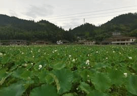 说明: 微信图片_20220724161342